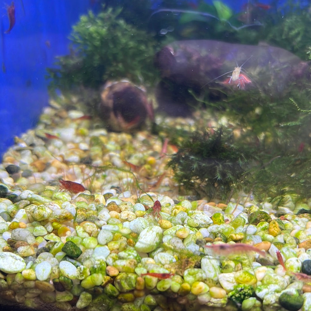 Cherry Shrimp (Neocaridina davidi)