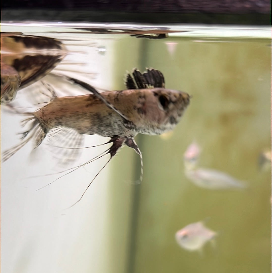 Butterfly Fish (Pantodon buchholzi)