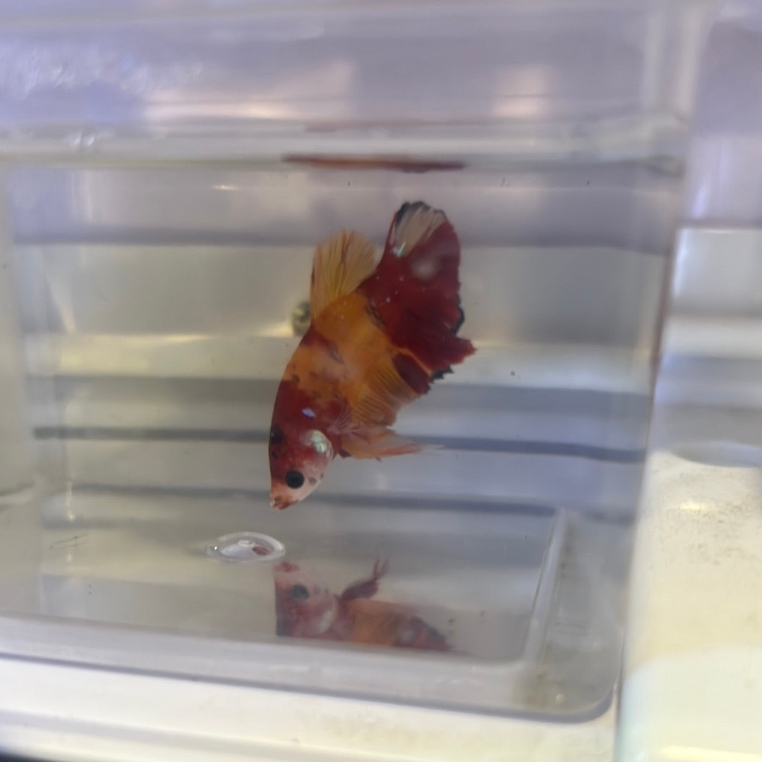 Nemo plakat (Betta splendens)