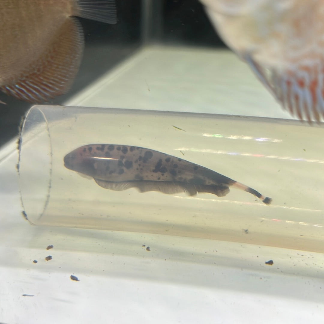 Golden Ghost Knife (Apteronotus leptorhynchus)