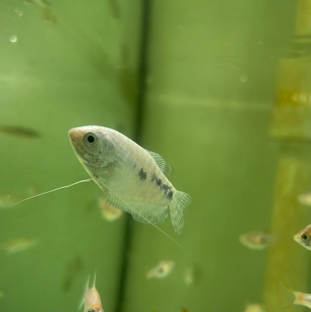 Blue Gourami (Trichogaster trichopterus)