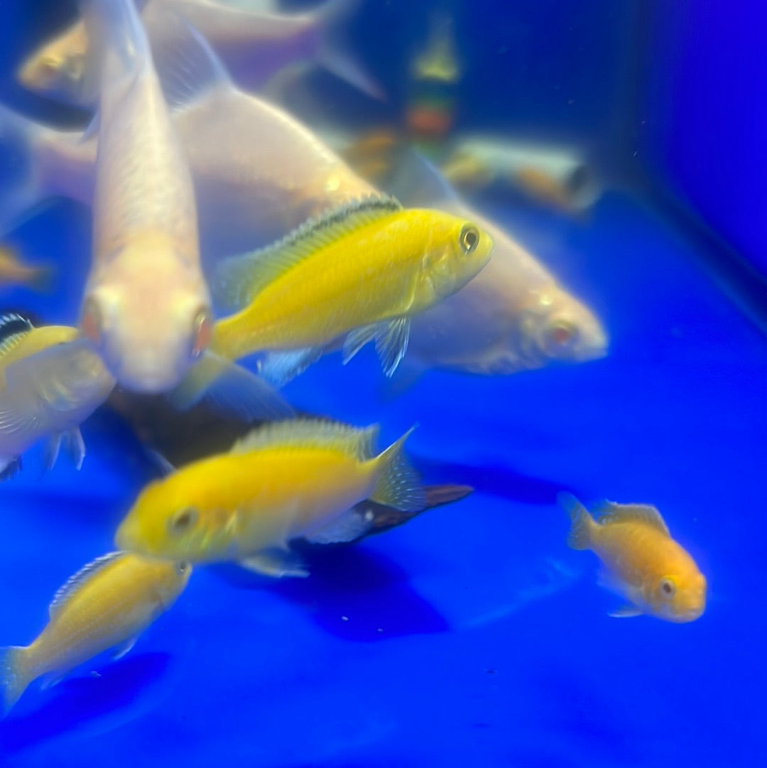 Electric Yellow cichlid (Labidochromis Caeruleus)