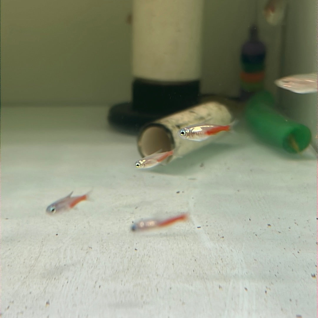 Diamond Neon Tetra (Paracheirodon innesi)