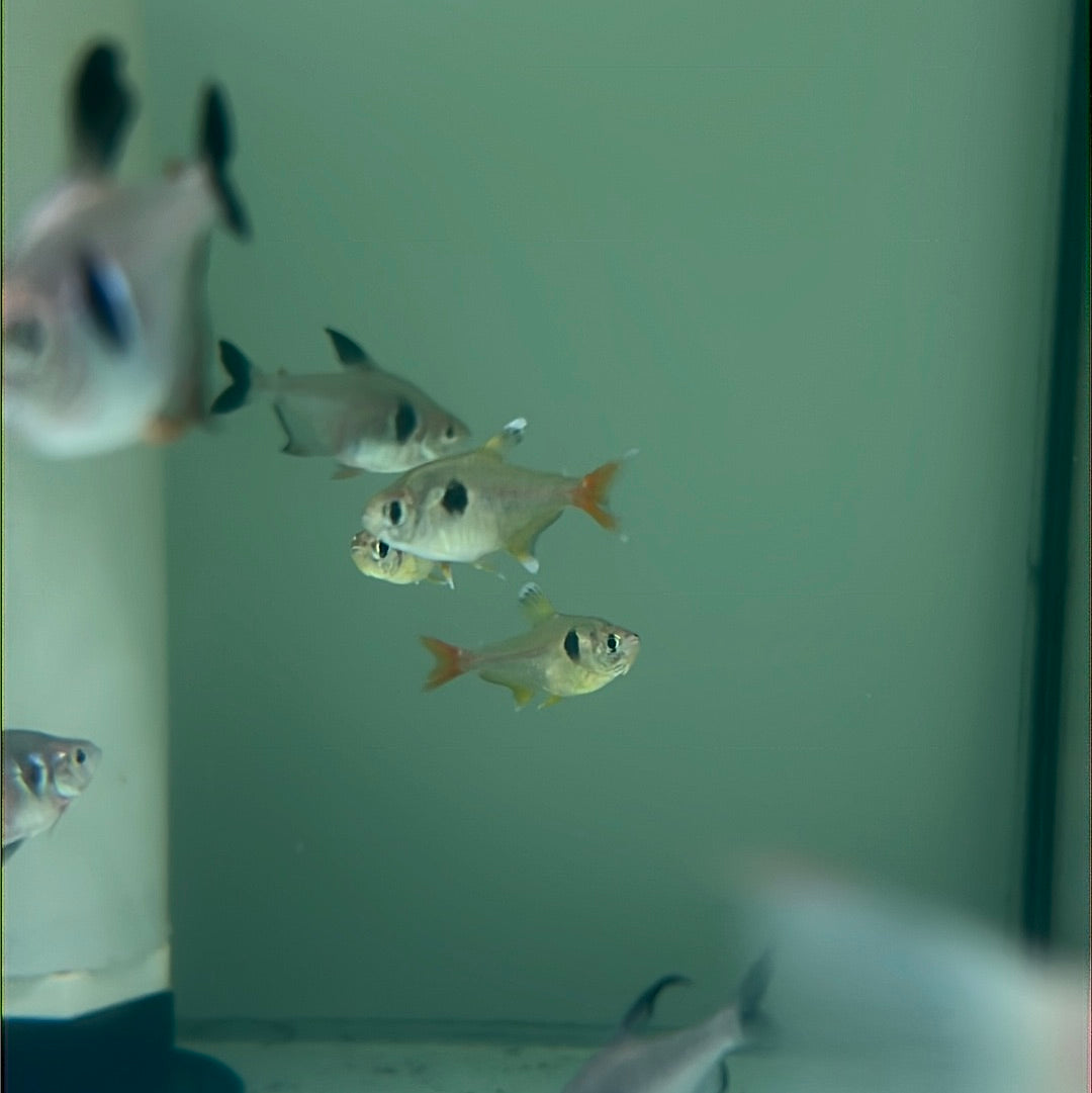 Yellow Phantom Tetra (Hyphessobrycon roseus)