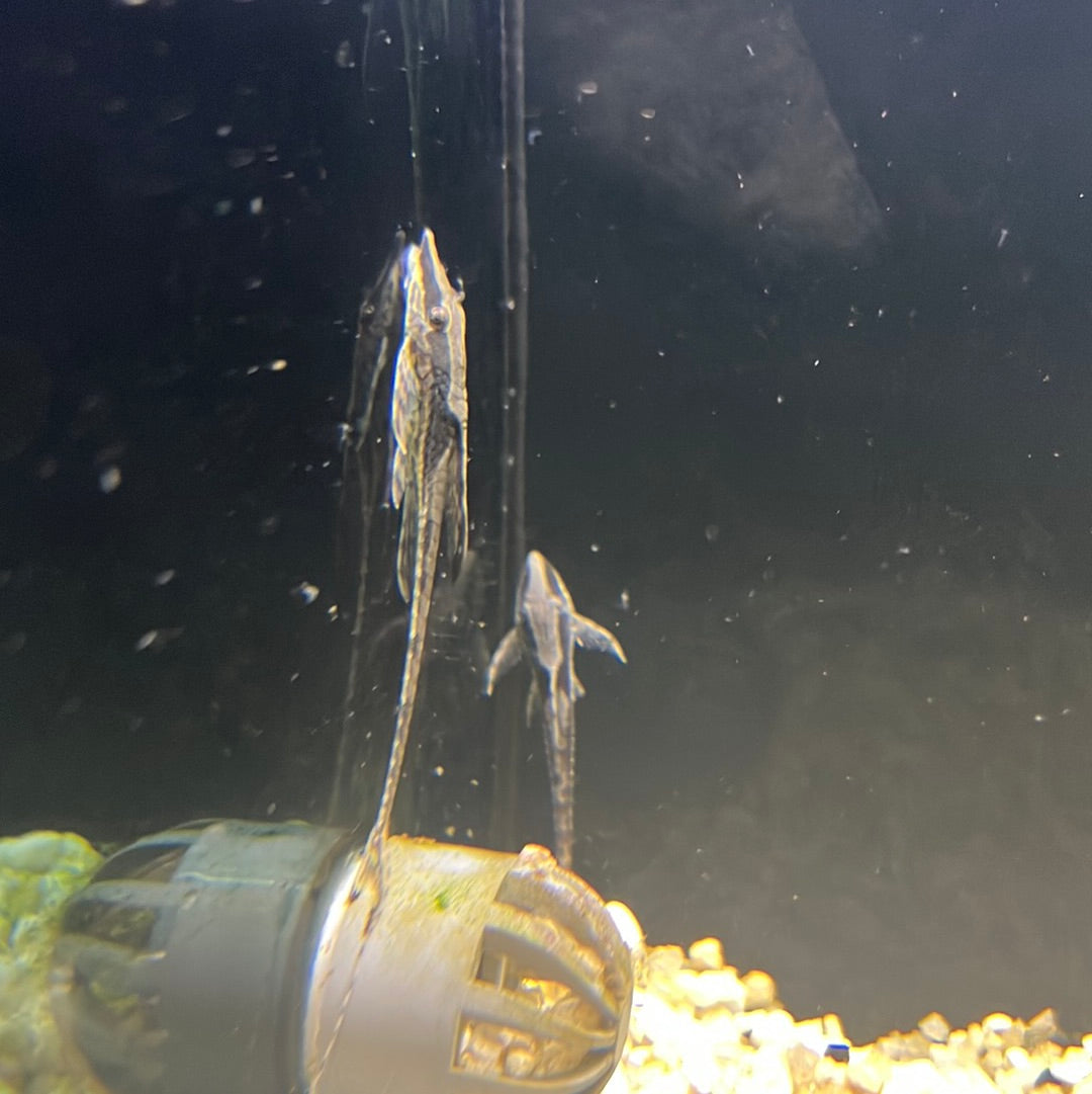 Royal Whiptail Catfish (Sturisoma panamense)