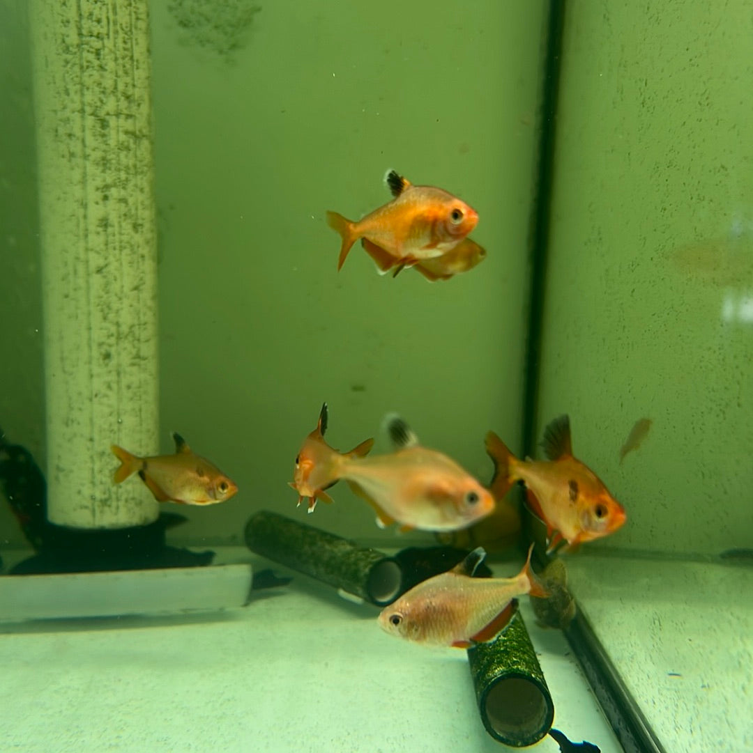 Neon Serpae Tetra (Hyphessobrycon eques)