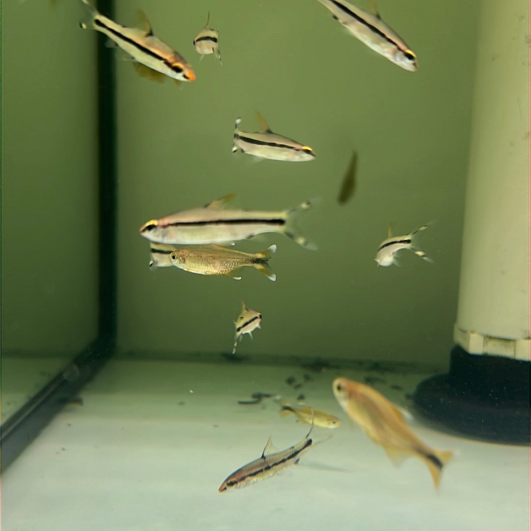 Torpedo Barb (Denison barb)