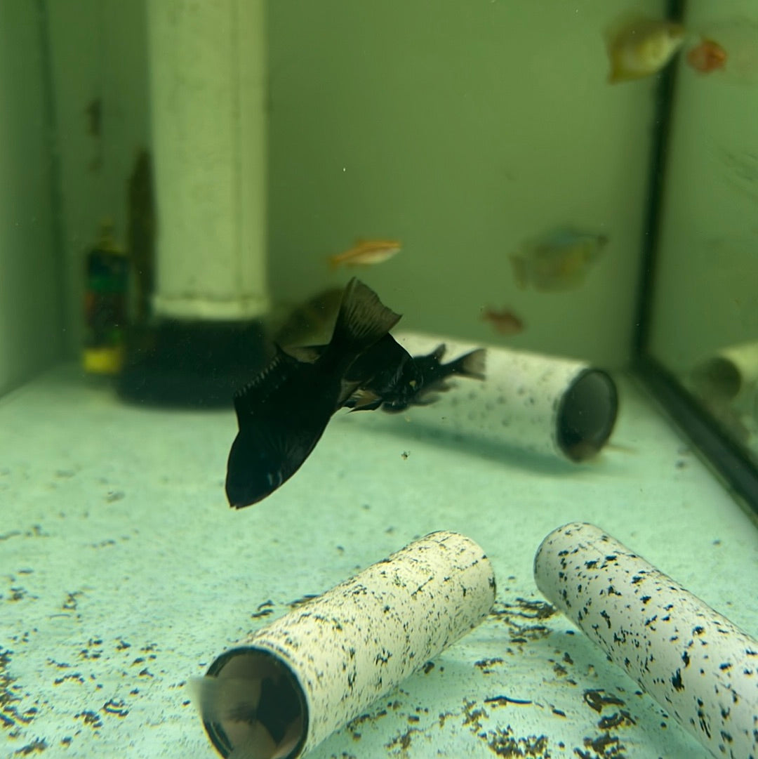 Midnight Black Rams (Mikrogeophagus ramirezi)
