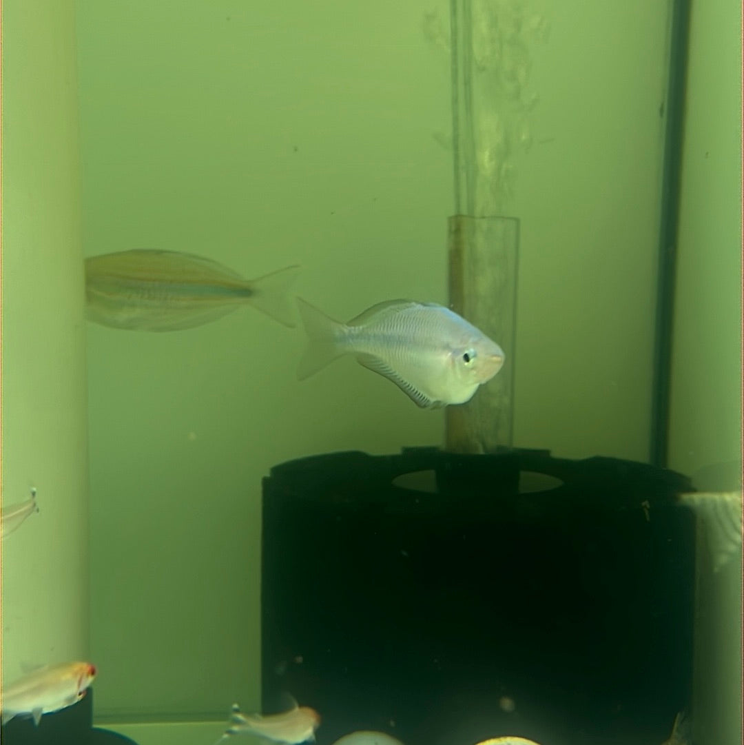 Turquoise Rainbow (Melanotaenia lacustris)