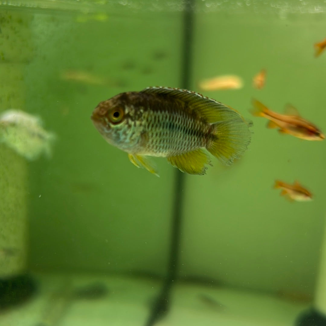 Golden Dwarf Cichlid (Nannacara anomala)