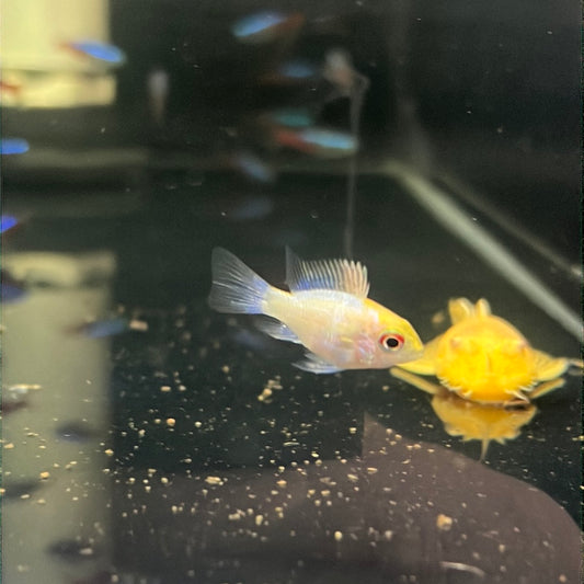 Platinum Balloon Rams (Mikrogeophagus ramirezi)