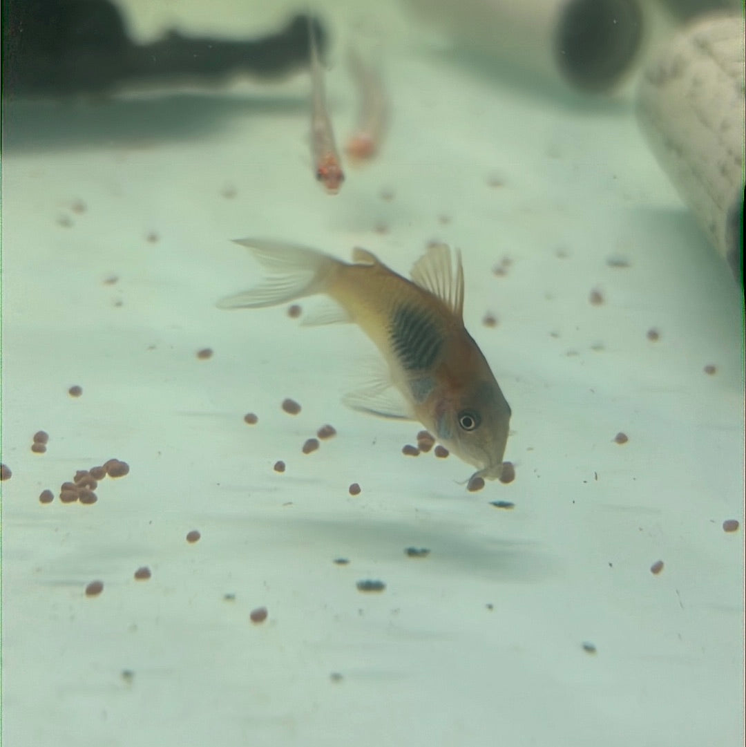 Venezuelan Orange Corydoras (Corydoras aeneus "Venezuela")