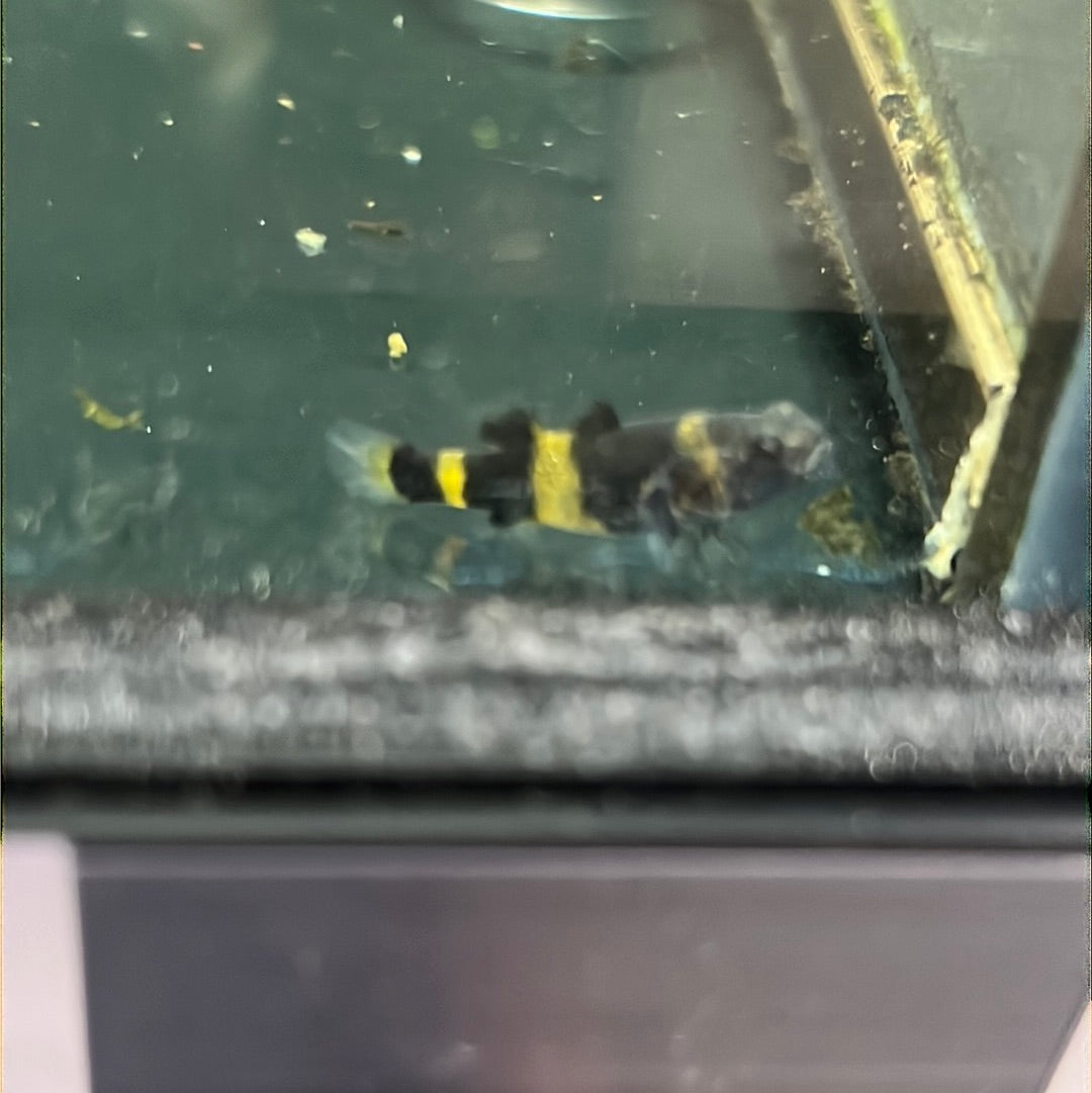 Bumblebee Goby (Brachygobius mekongensis)