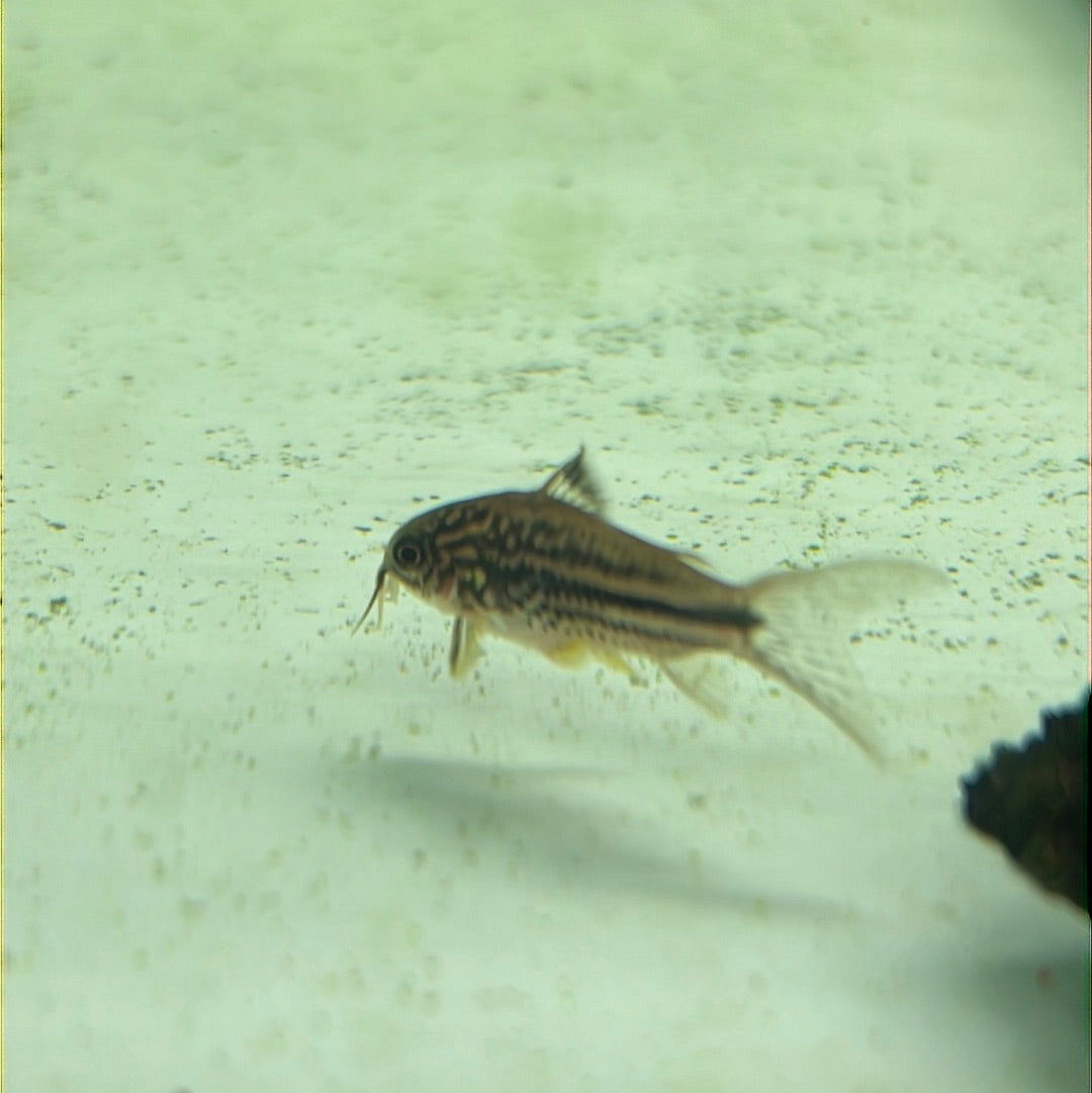 Napoensis Corydoras (Corydoras Napoensis)