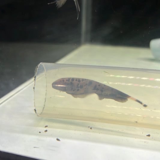 Golden Ghost Knife (Apteronotus leptorhynchus)