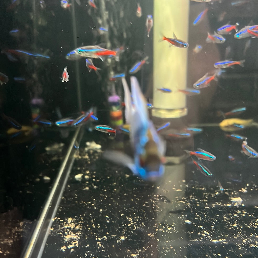 Electric Blue Rams (Microgeophagus Ramirezi)
