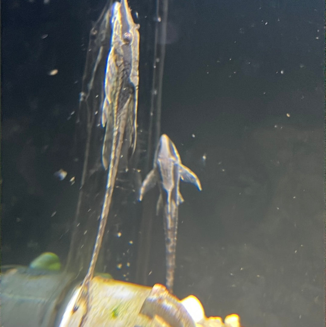 Royal Whiptail Catfish (Sturisoma panamense)