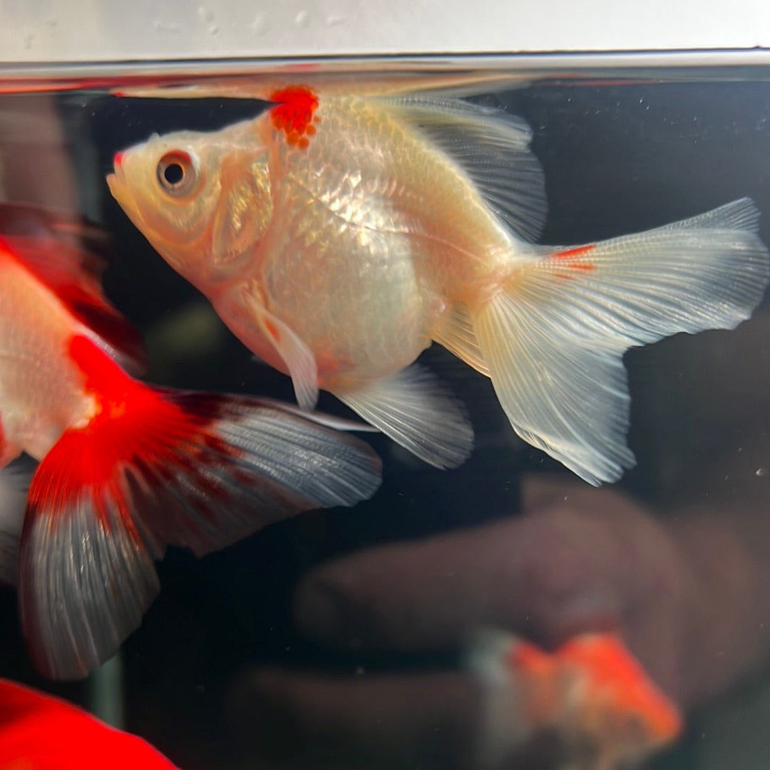 Assorted Ryukin Goldfish (Carassius Auratus)