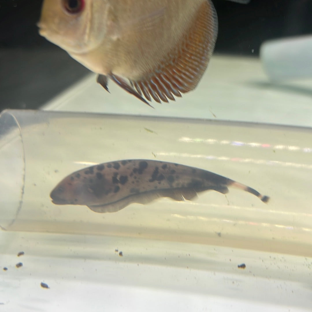 Golden Ghost Knife (Apteronotus leptorhynchus)