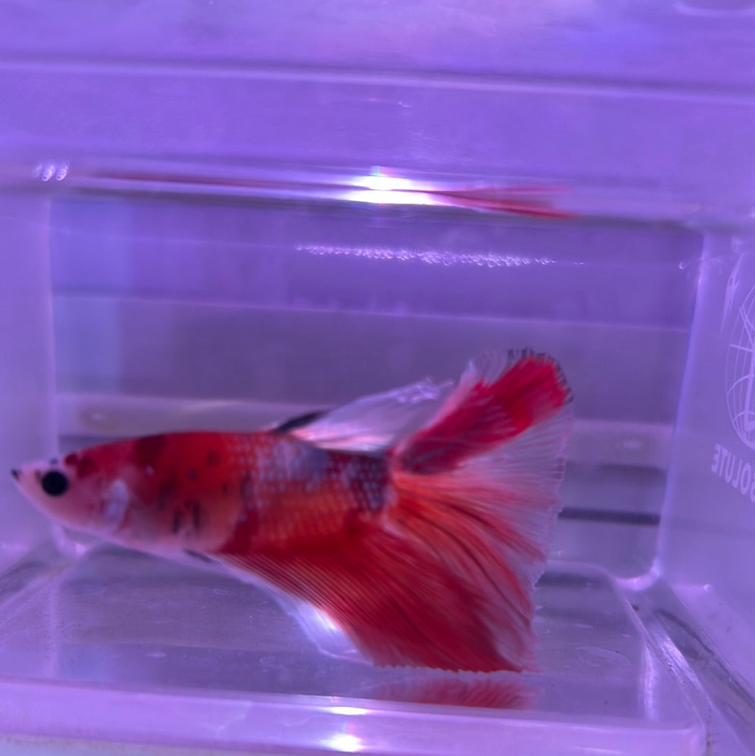 Candy Full Moon Betta (Betta splendens)