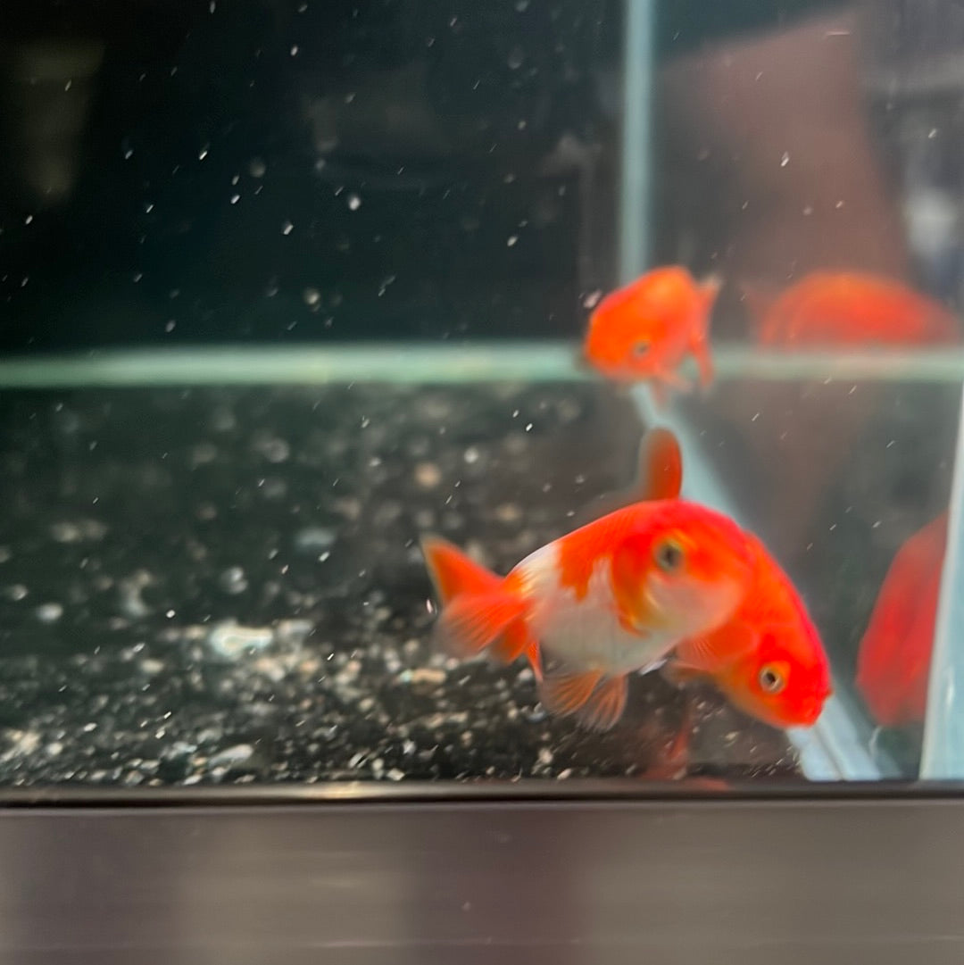 Assorted Ranchu (Carassius auratus)