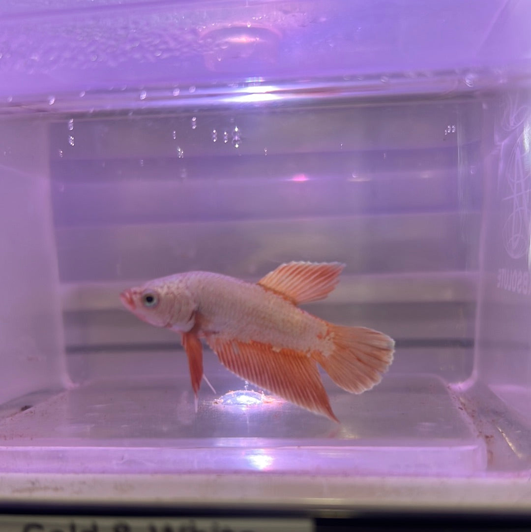 Gold And White dragon Betta (Betta splendens)