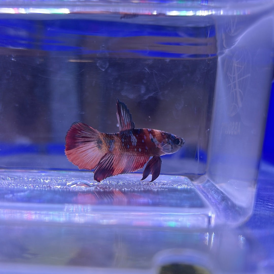 Koi galaxy (Betta splendens)