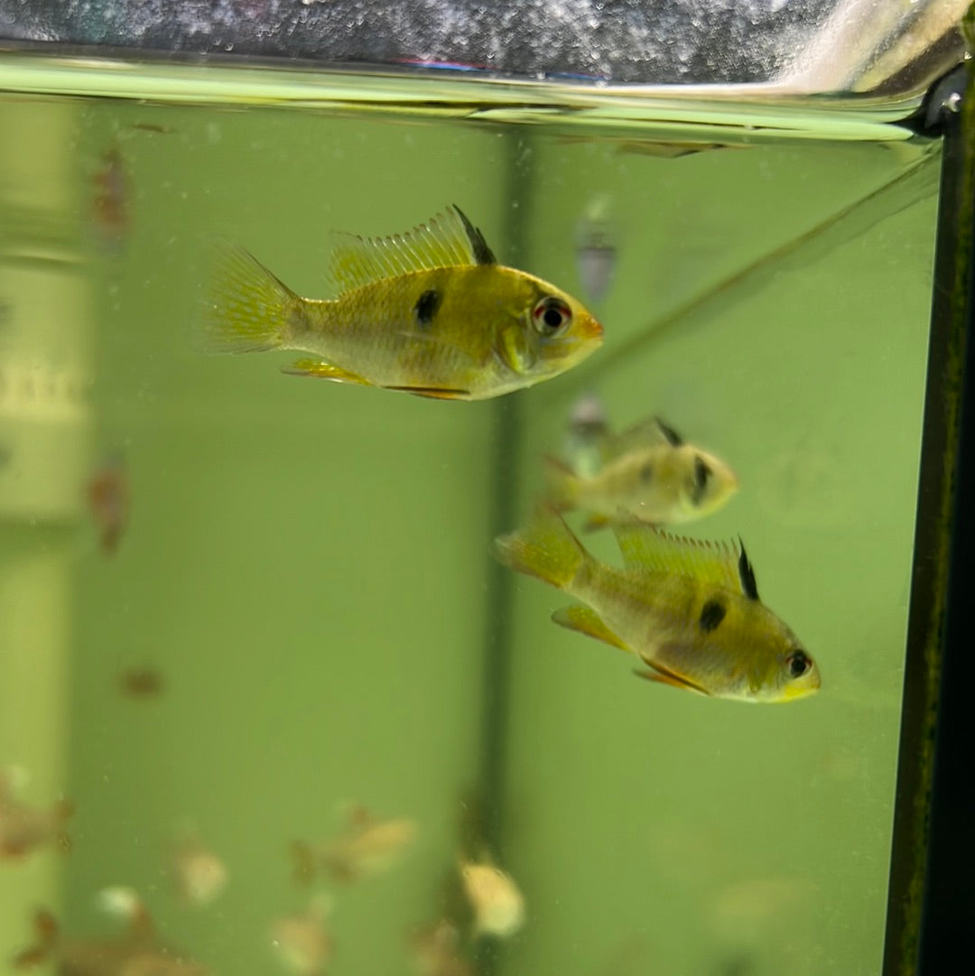 Blue Rams (Mikrogeophagus ramirezi)