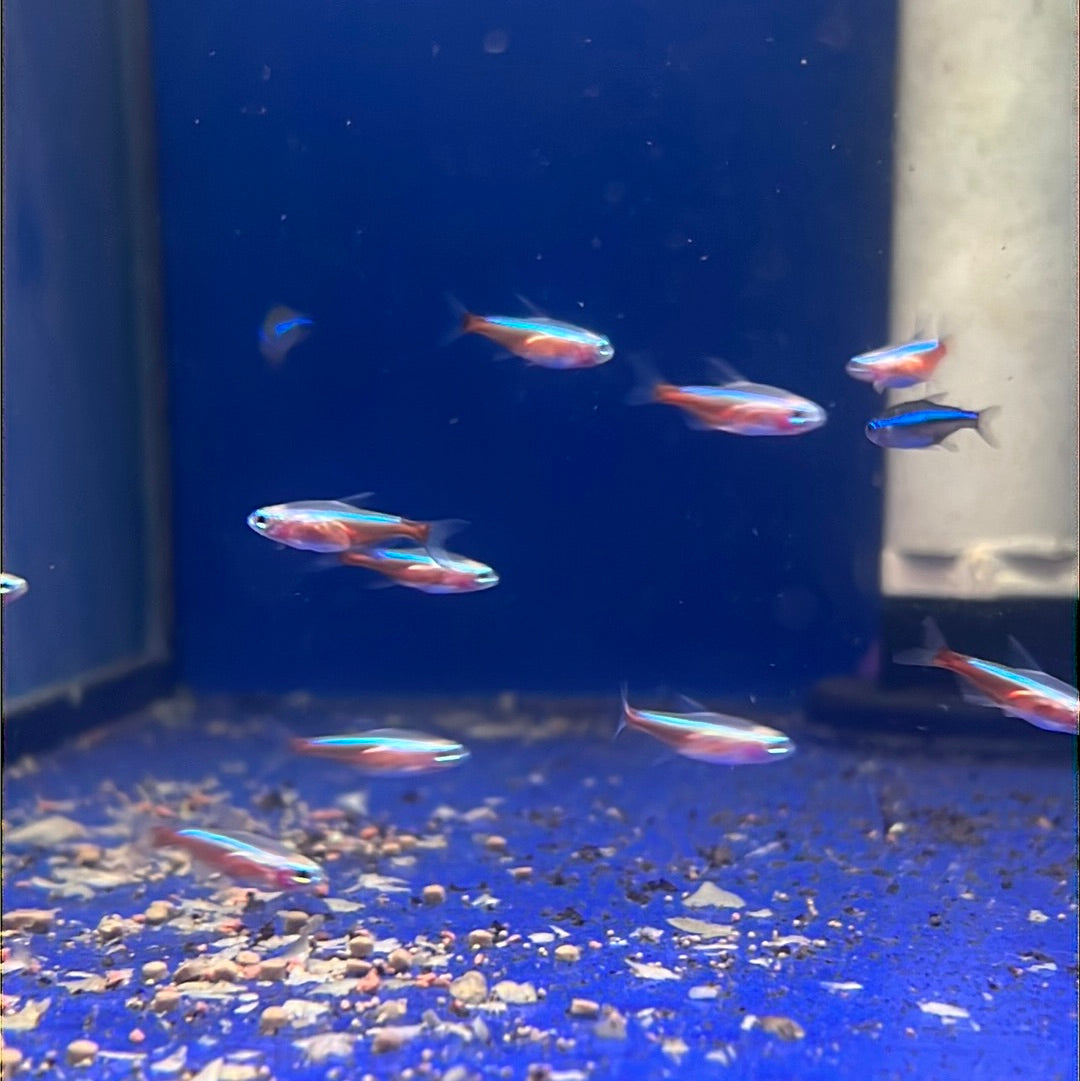 Gold Cardinal Tetra (Paracheirodon axelrodi)