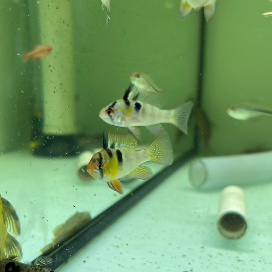 German Blue Rams (Mikrogeophagus ramirezi)