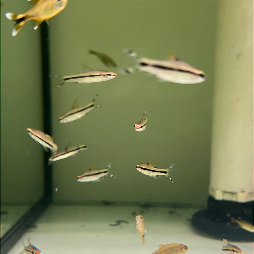 Torpedo Barb (Denison barb)