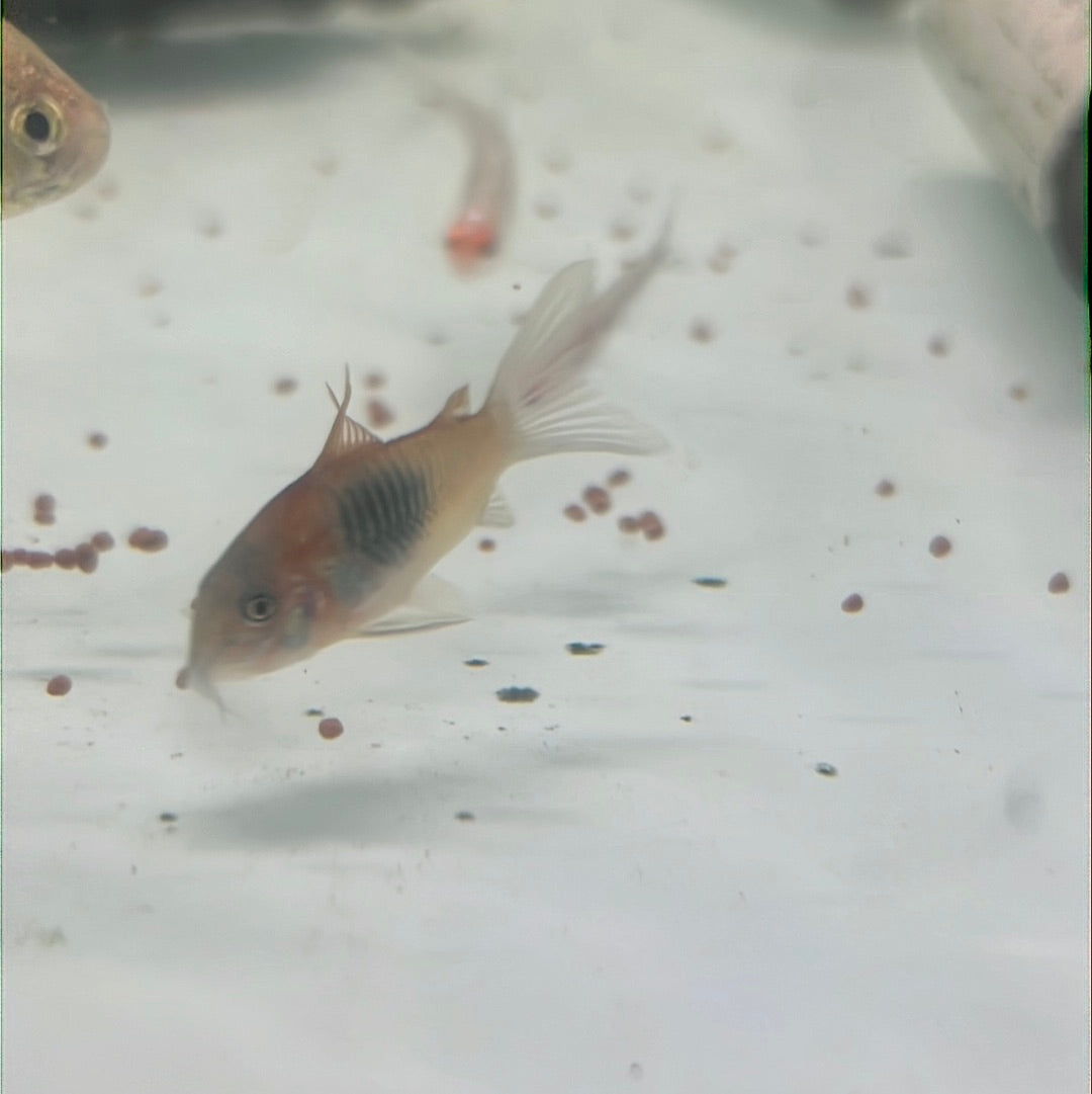 Venezuelan Orange Corydoras (Corydoras aeneus "Venezuela")