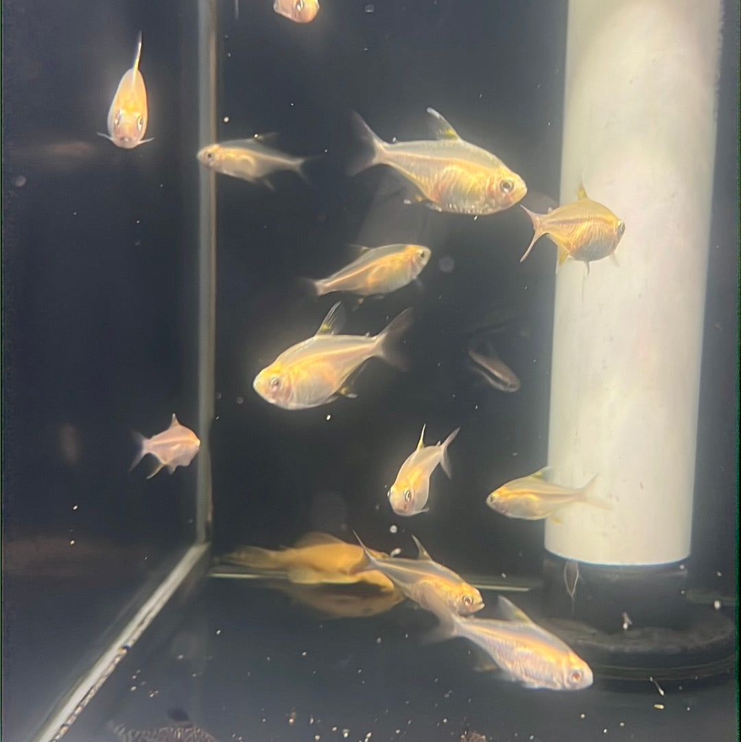 Gold Pristella Tetra (Pristella maxillaris)