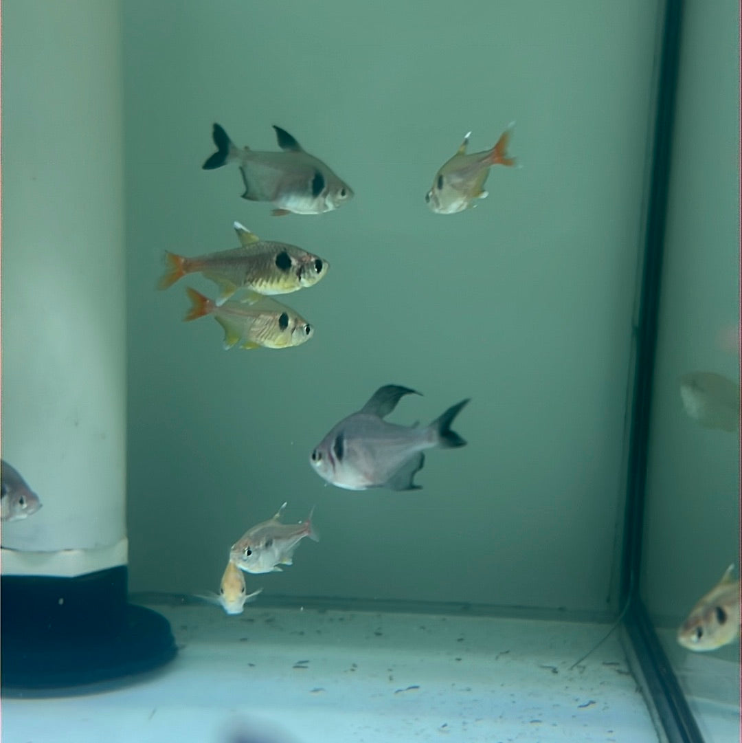 Black Phantom Tetra (Hyphessobrycon megalopterus)