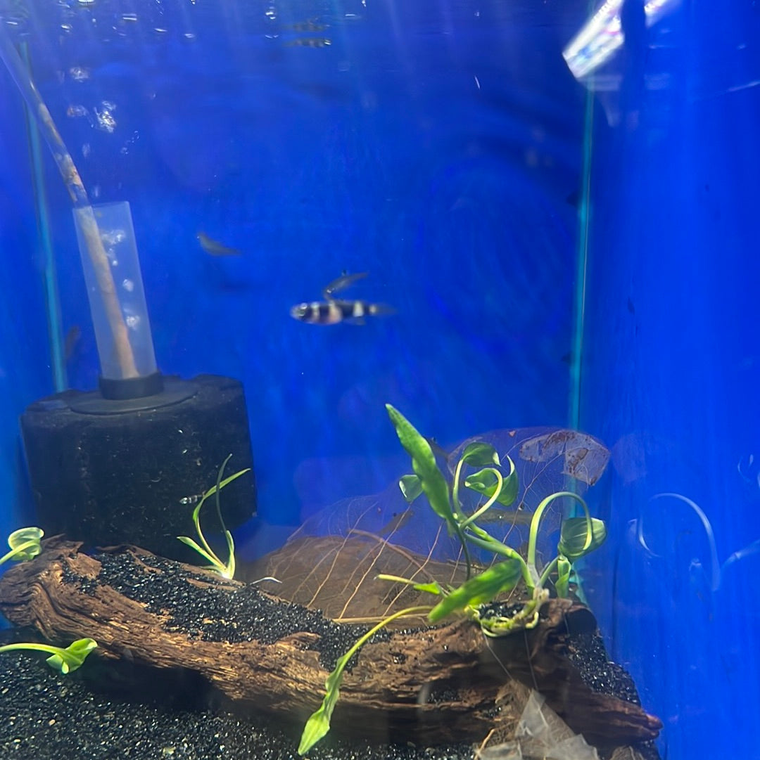 Clown Panchax (Epiplatys Annulatus )