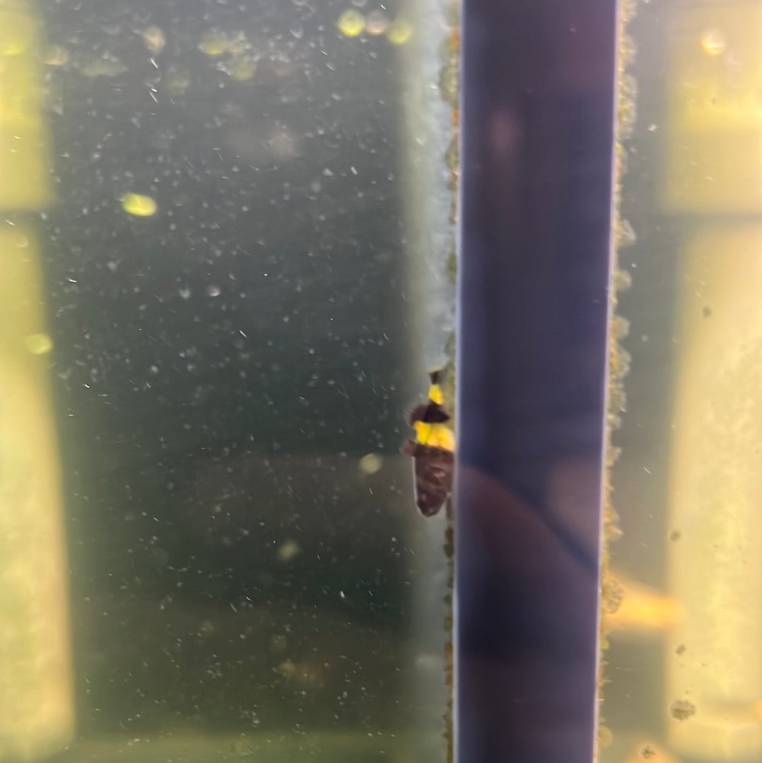 Bumblebee Goby (Brachygobius mekongensis)