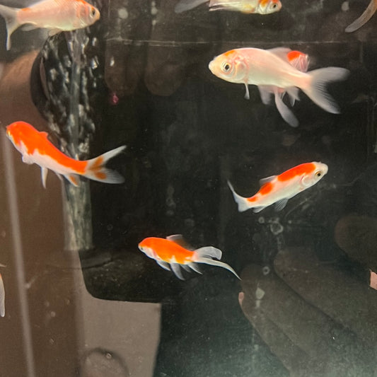 Red And White Comet Gold fish (Carassius auratus)