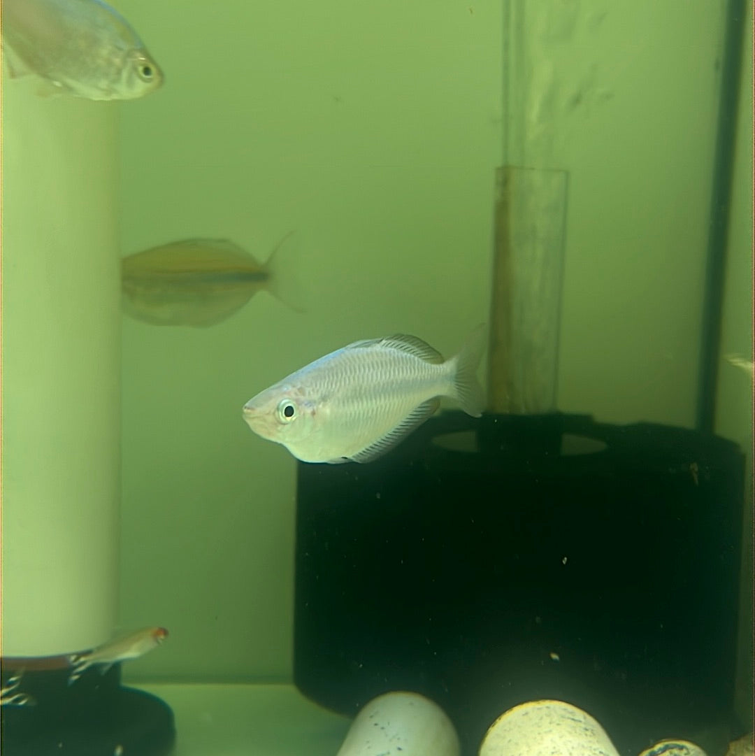 Turquoise Rainbow (Melanotaenia lacustris)