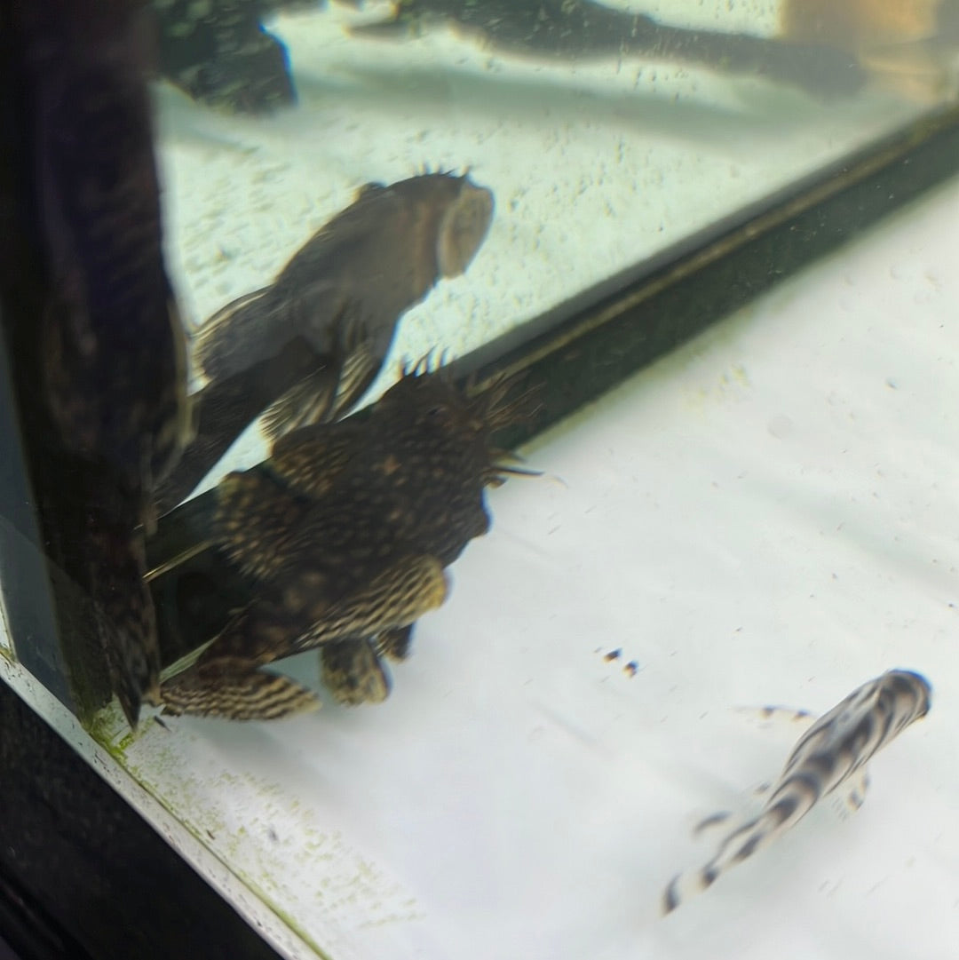 Bristlenose (Ancistrus species)