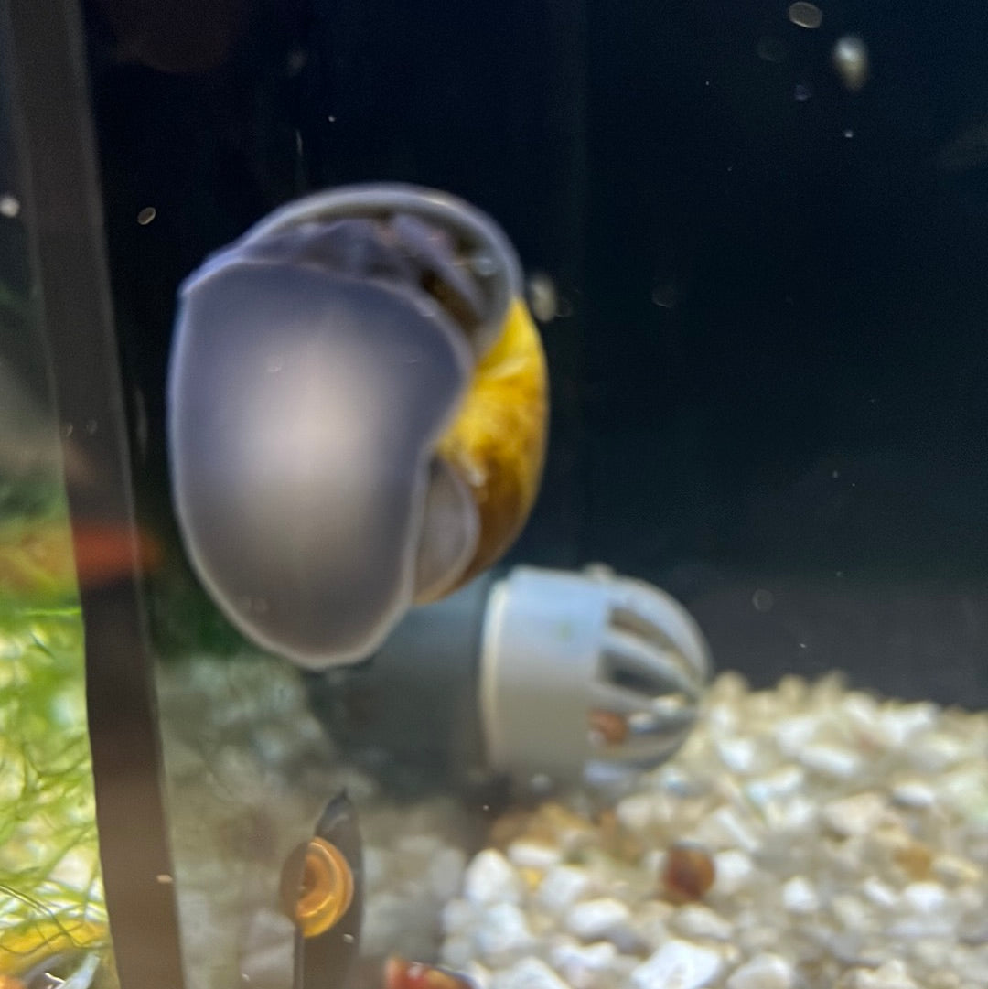Black foot Mystery Snails (Pomacea bridgesii)