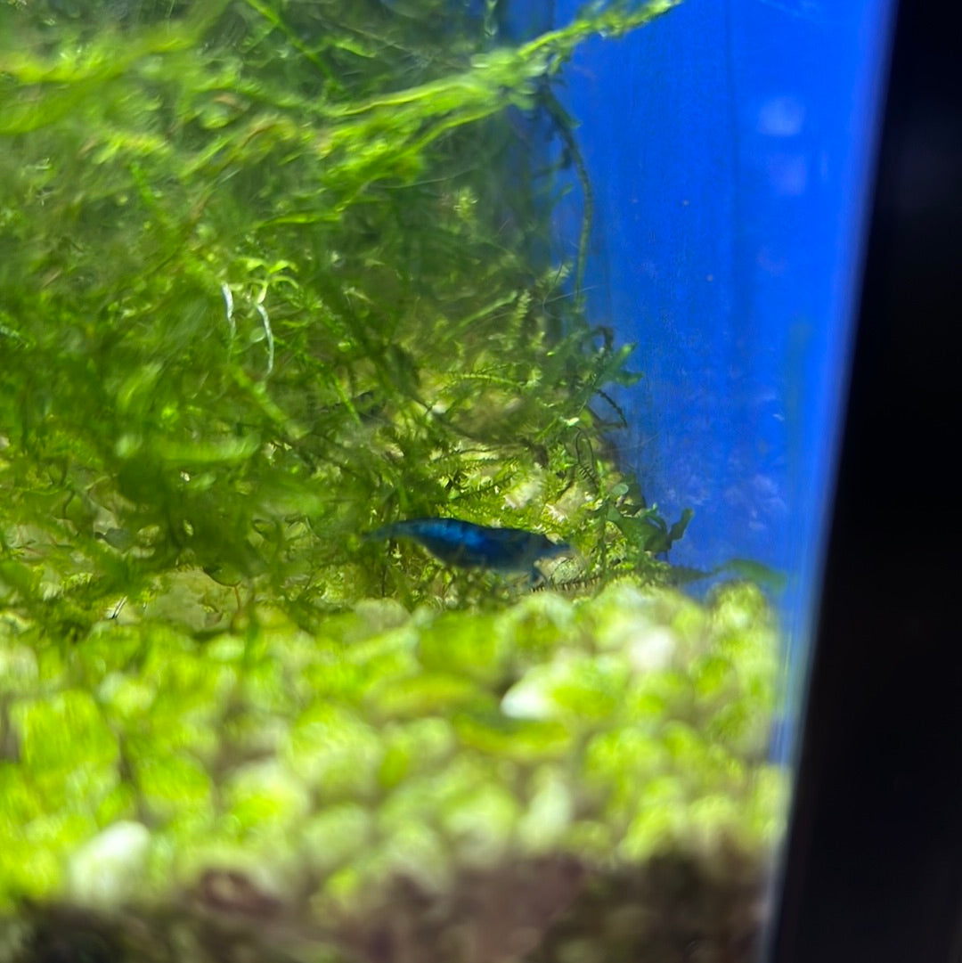 Cherry Shrimp (Neocaridina davidi)