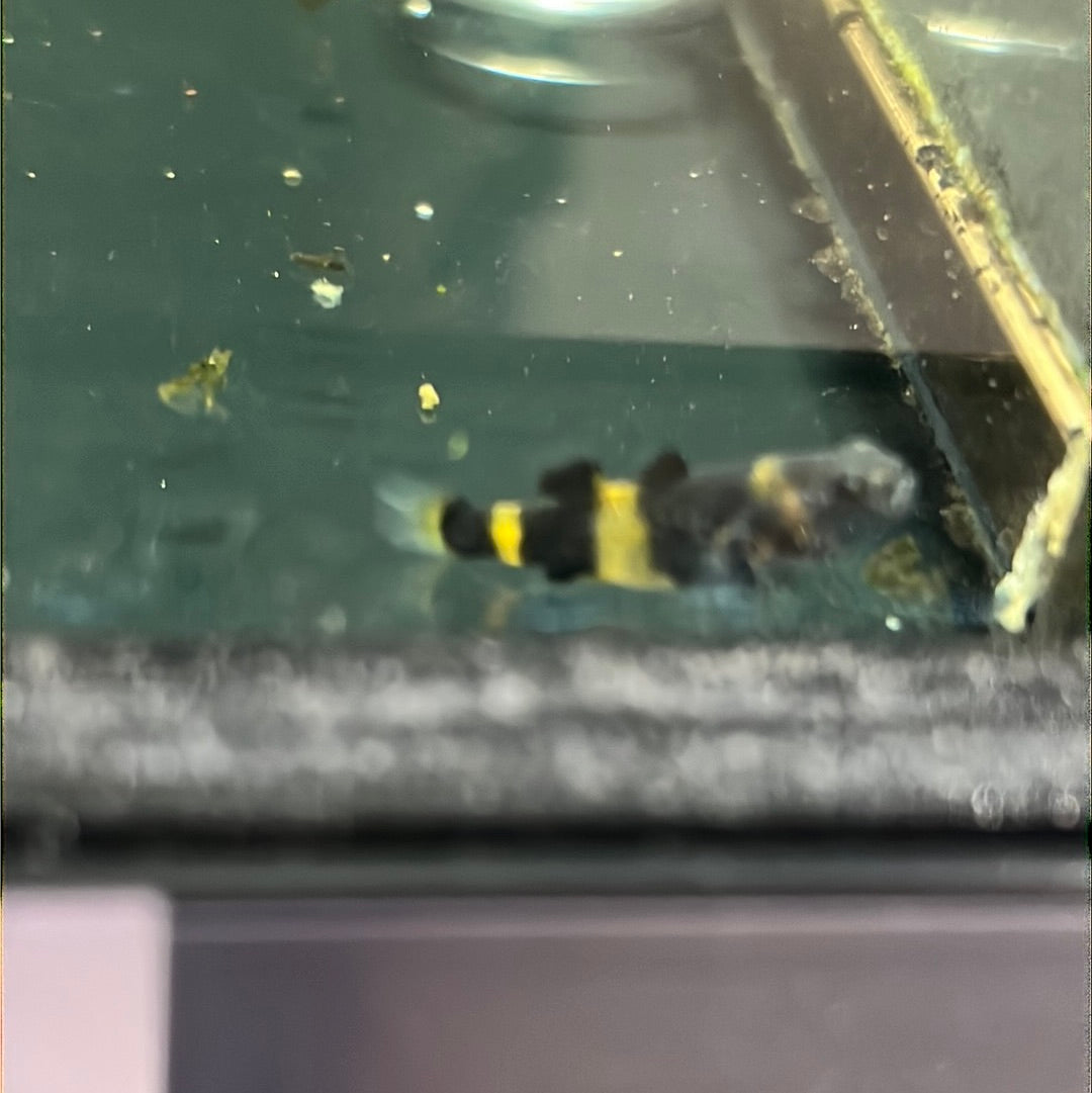 Bumblebee Goby (Brachygobius mekongensis)