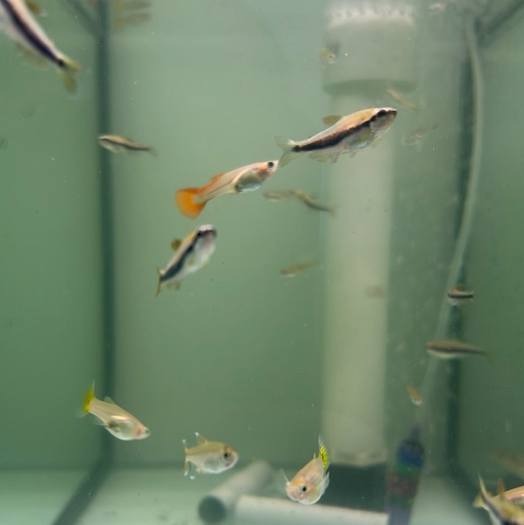 Kerri Tetra /Blue Emperor (Inpaichthys kerri)