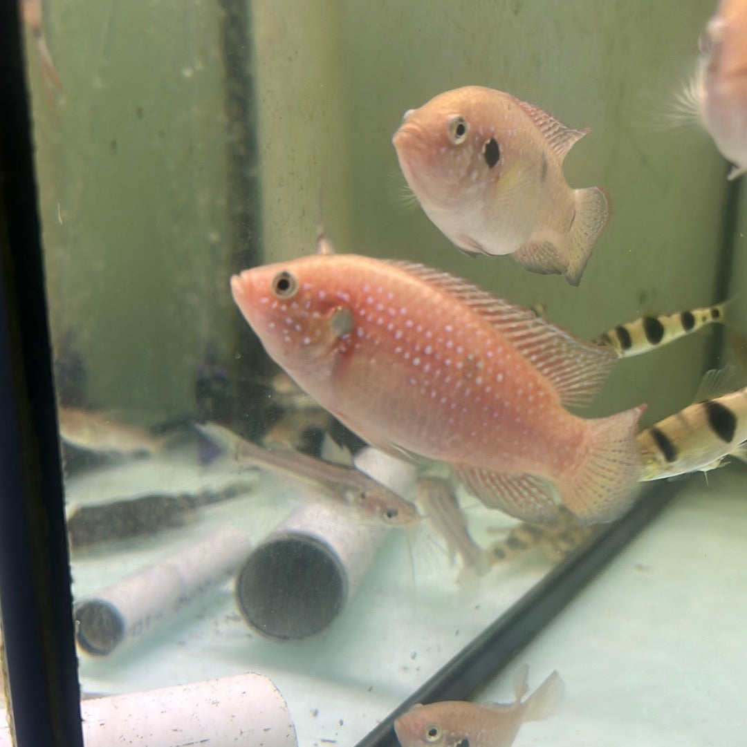 Red Forest Jewel (Hemichromis lifalili)