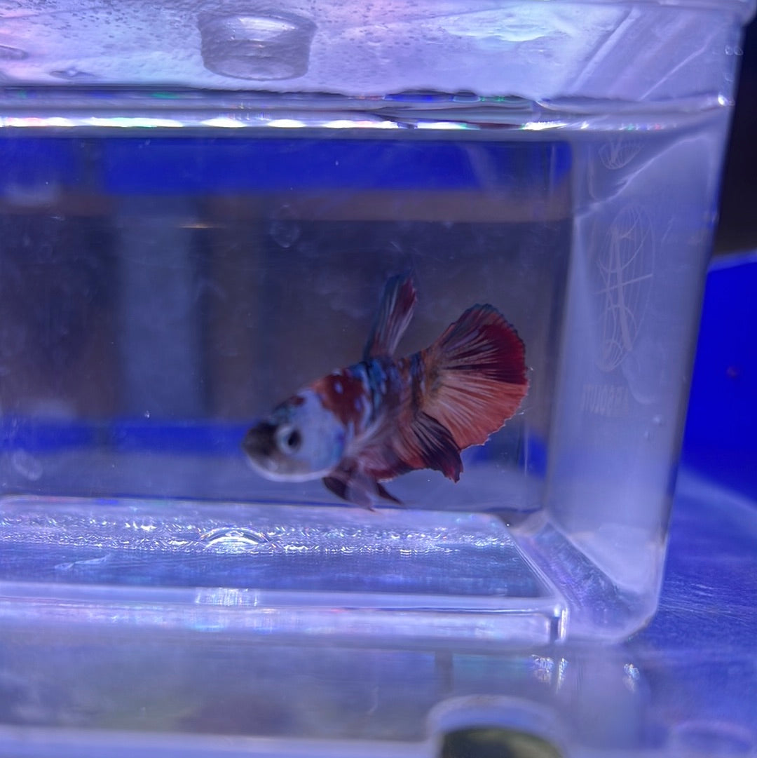 Koi galaxy (Betta splendens)
