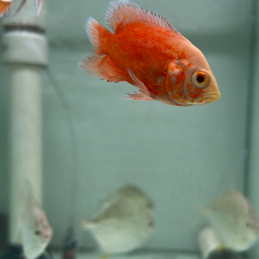 Albino Red Chilli Oscar (Astronotus ocellatus)