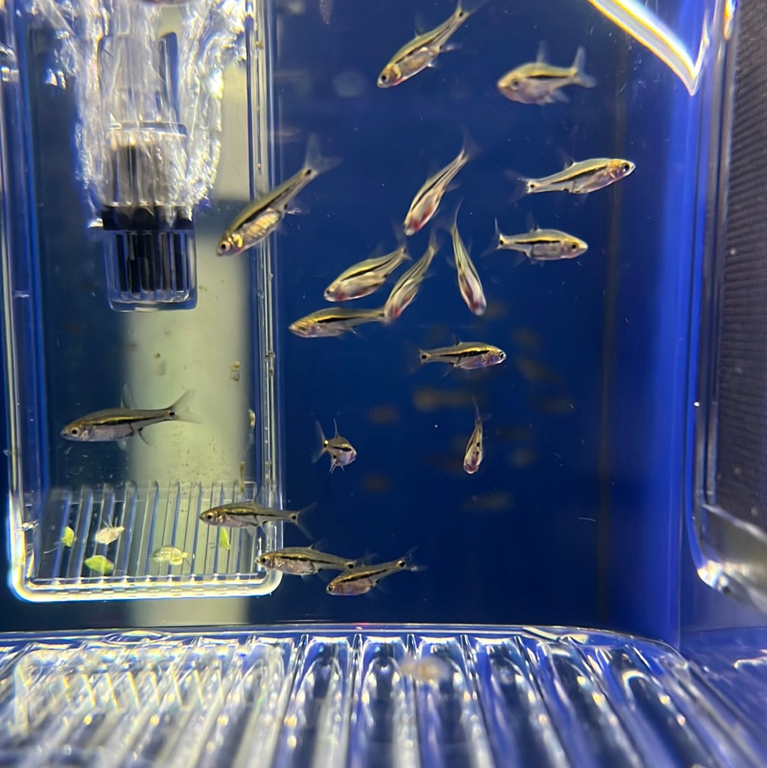 Blue Line Rasbora (Rasbora sarawakensis)