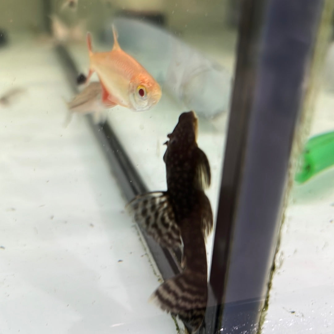 Bristlenose (Ancistrus species)