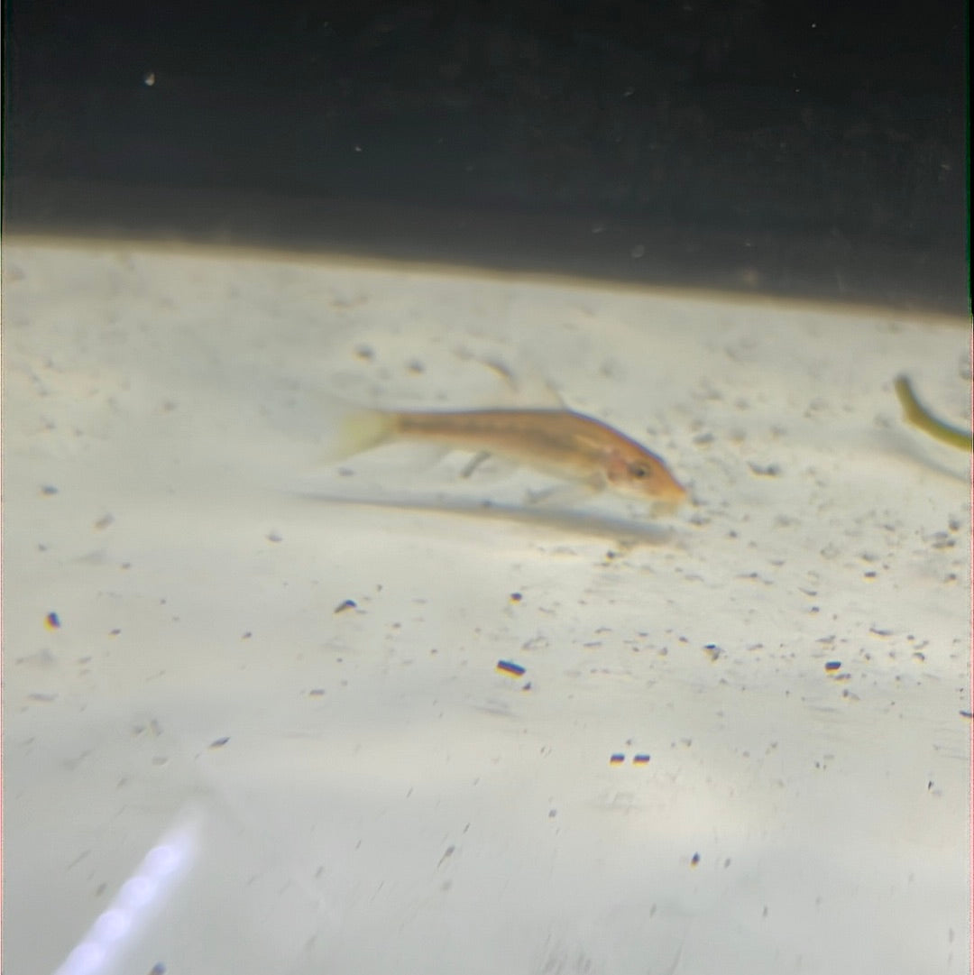 Gold Marble Algae Eater