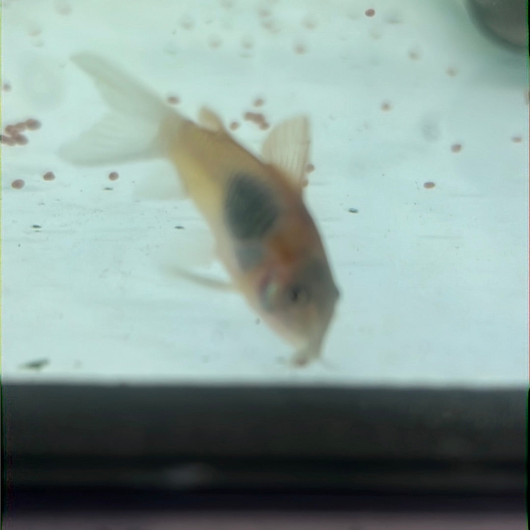 Venezuelan Orange Corydoras (Corydoras aeneus "Venezuela")
